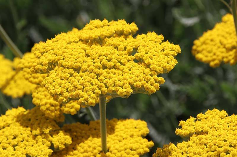 Yellow-Yarrow-in-Full-Bloom